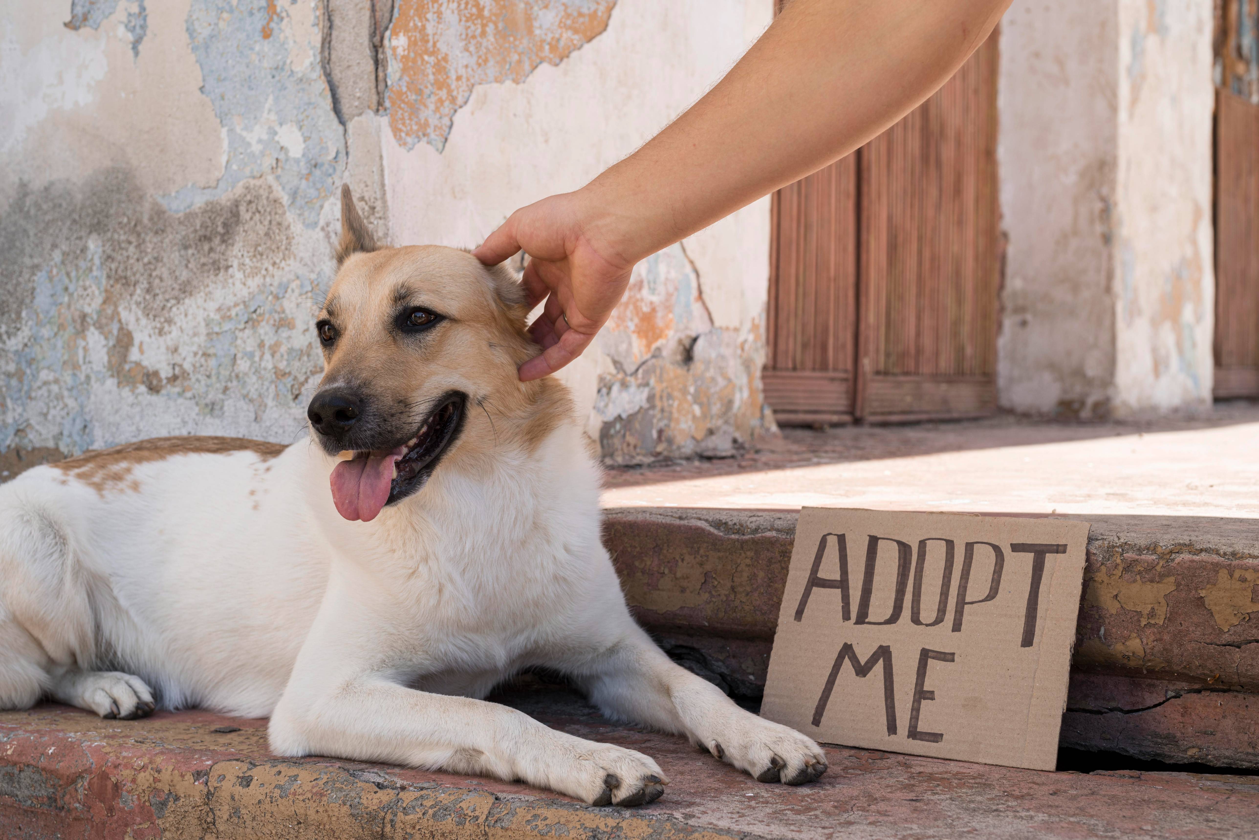 Understanding Legal Rights and Protections For Pet Parents, Animal Lovers and Feeders In India