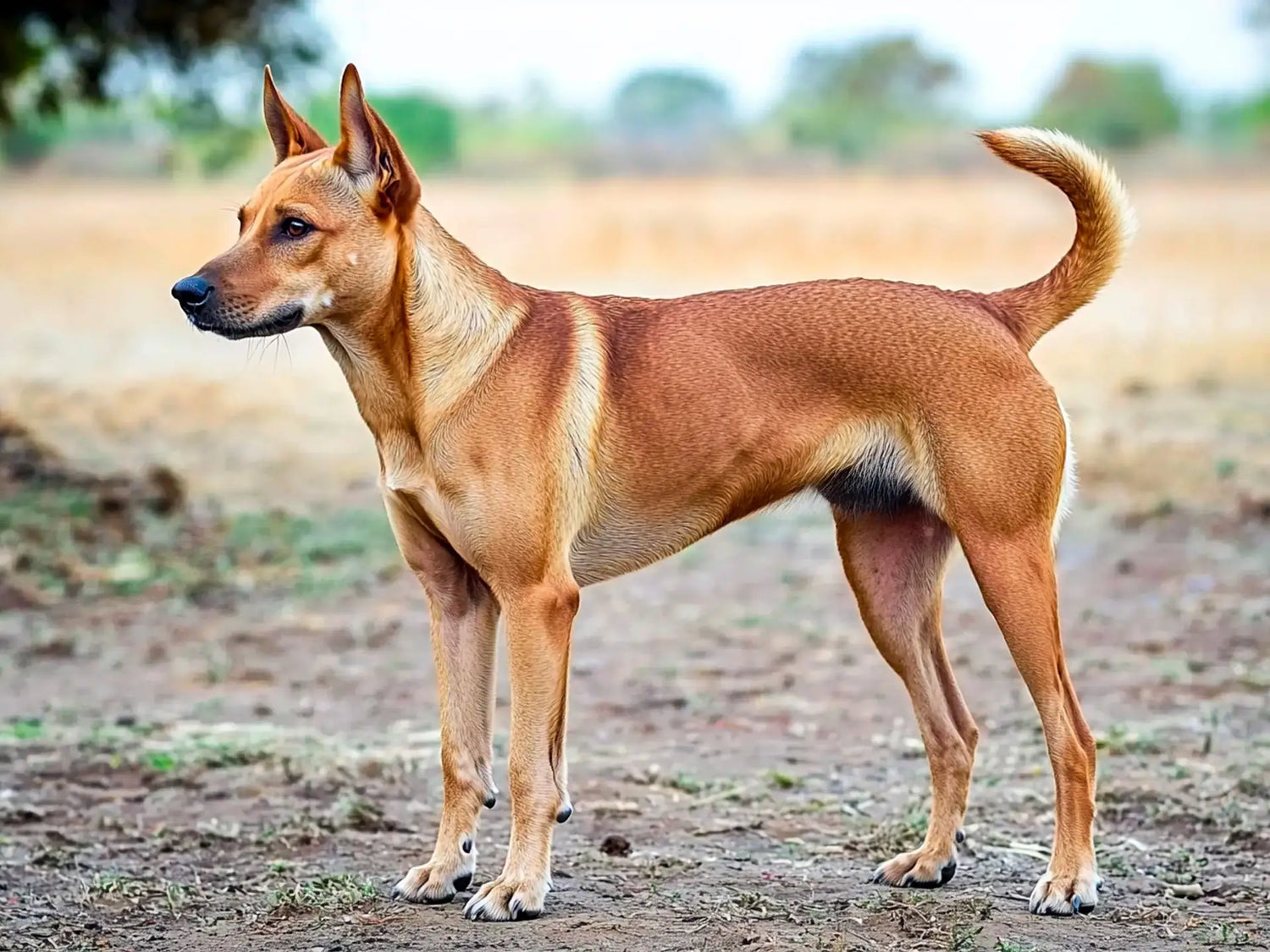Top 10 Indian Dog Breeds: Characteristics, Care Tips & Why You Should Adopt, Not Shop