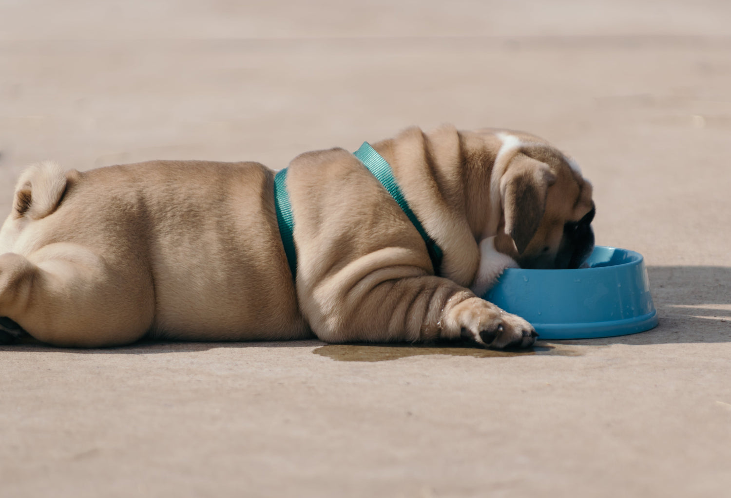 Overweight dogs: why pet obesity is a growing problem and how to fix it!?
