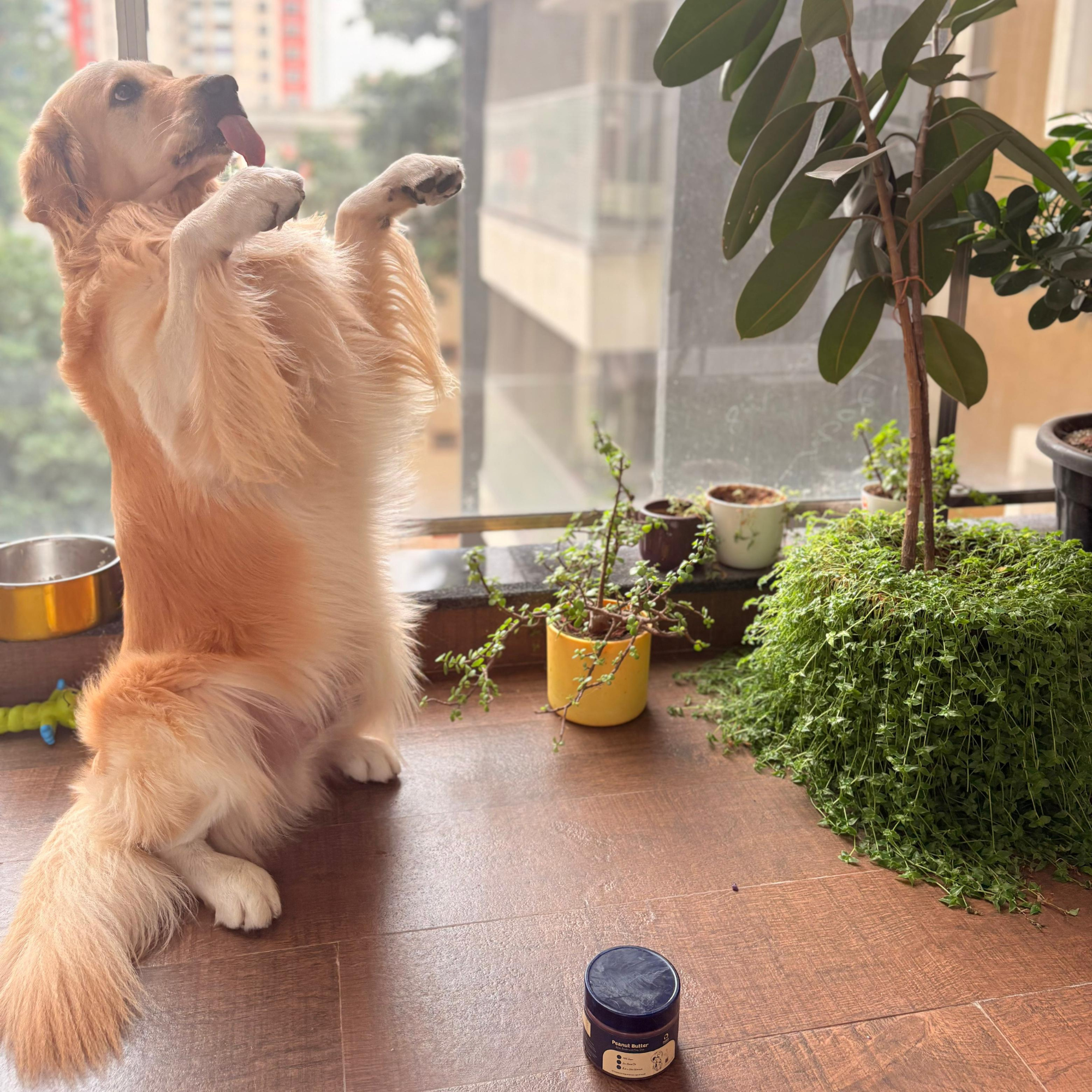 Diwali Special Dog Treat Combo Vegan Peanut Butter & Natural Dog Snacks