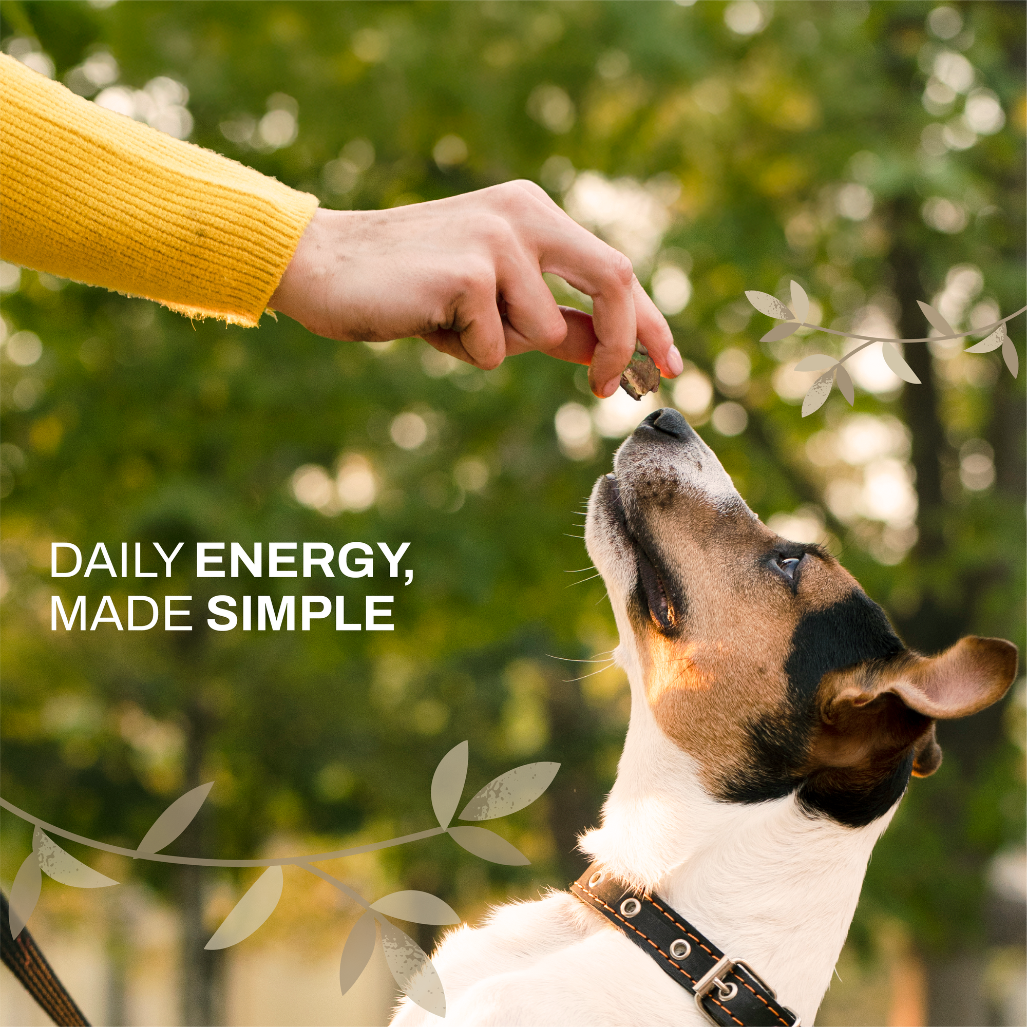 Banana & Mushroom Wellness Bites | Adaptogenic & Immune Support | Freeze-Dried Functional Treat