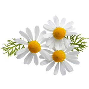 Chamomile