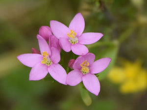 Common Centaury
