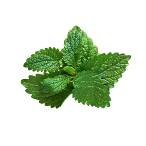 Lemon Balm