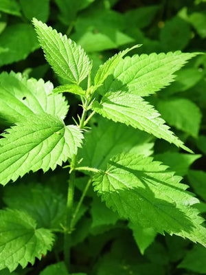 Nettle