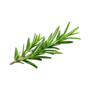 Rosemary
