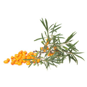 Sea Buckthorn
