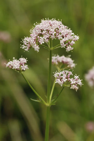 Valerian Root