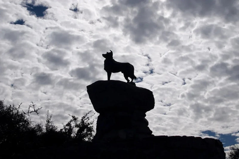 Plant-Based nutrition for dogs: health, ethics & science informed by Bramble and expert research