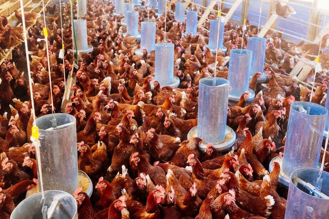 The Unseen Dangers of Meat-Based Pet Food and the call for conscious nutrition! What’s really in your Pet’s Bowl?