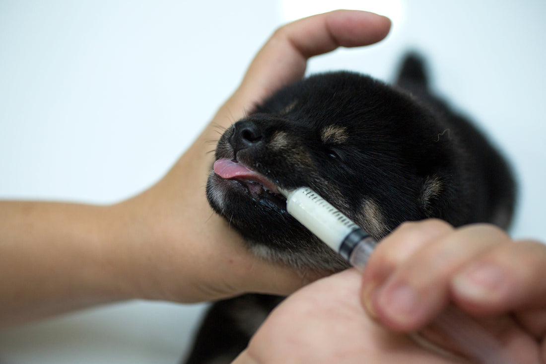 parvo care and distemper care in dogs