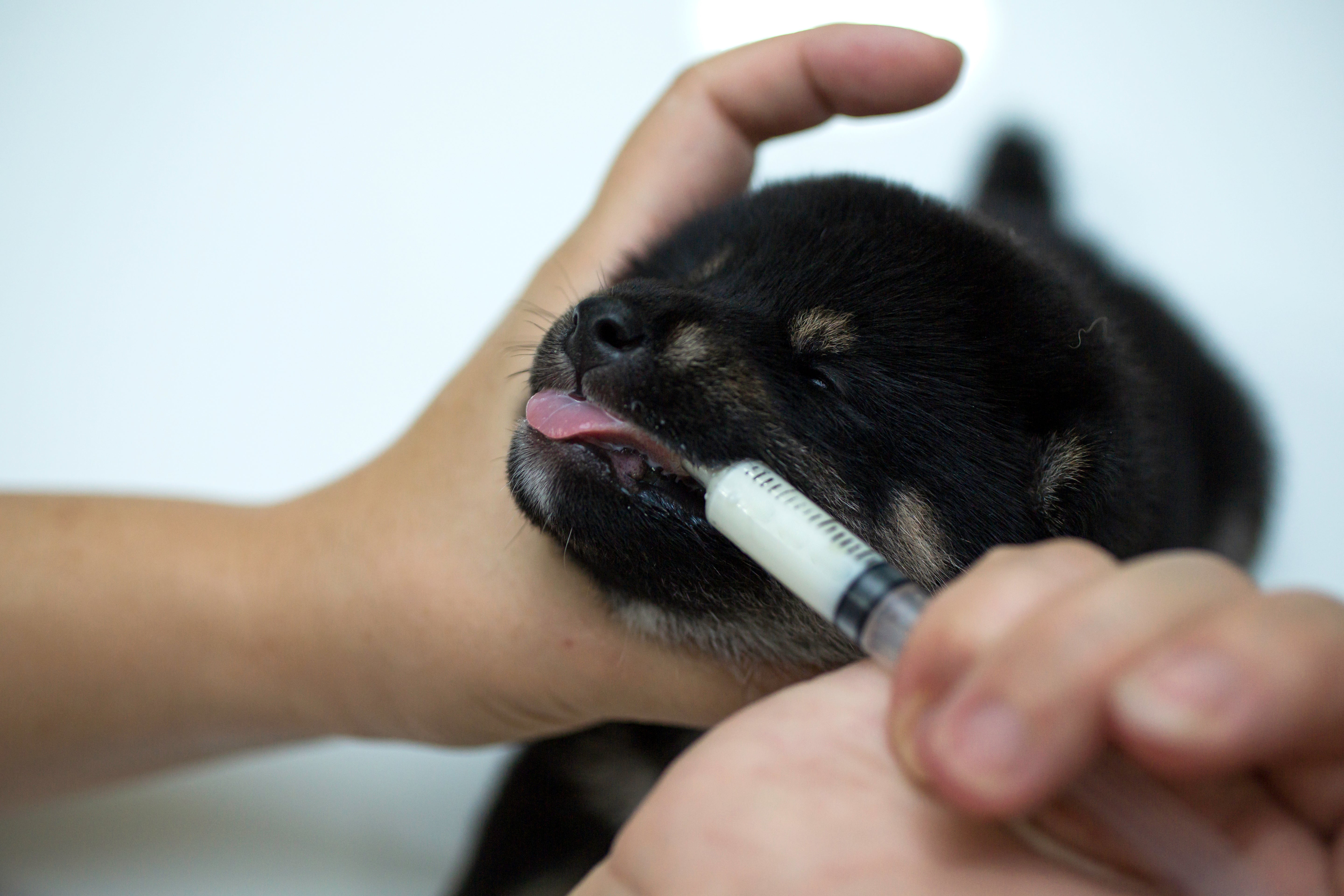 parvo care and distemper care in dogs