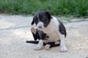 Understanding canine allergies: A comprehensive guide to natural remedies and dietary solutions