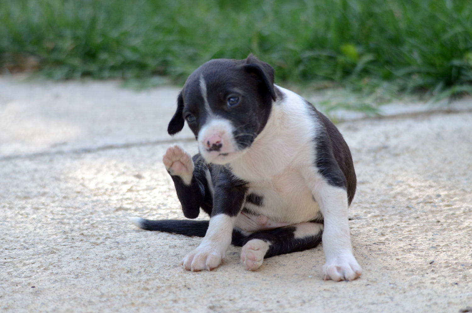 Understanding canine allergies: A comprehensive guide to natural remedies and dietary solutions