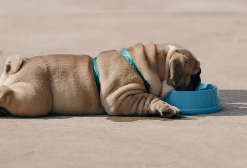 Overweight dogs: why pet obesity is a growing problem and how to fix it!?