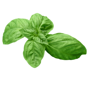 Basil