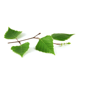 Birch Leaves