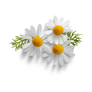 Chamomile