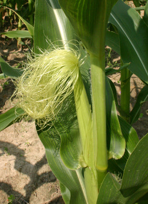 Corn Silk