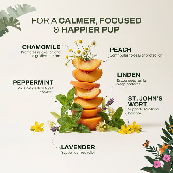 Evening Brew | Relaxation & Wind-Down Support | Herbal Wellness Blend in India - alternate view