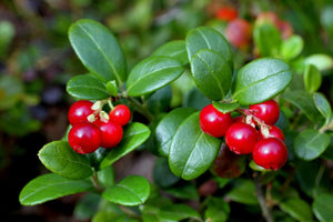 Lingonberry Leaf