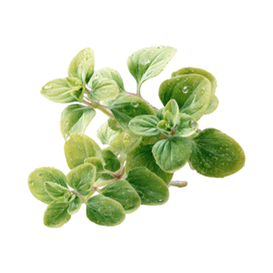 Oregano