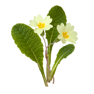 Primrose