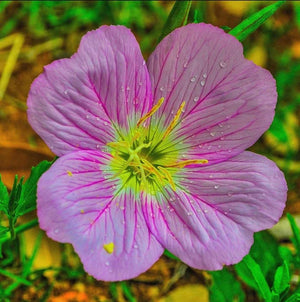 Primrose
