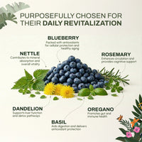 Rejuvenating Brew | Cellular & Antioxidant Support | Herbal Wellness Blend in India