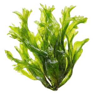 Seaweed