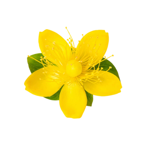 St. John’s Wort