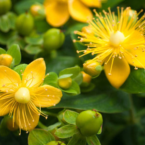 St. John’s Wort 