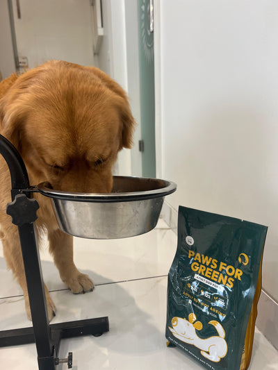 A Lifesaver for My Senior Dog!