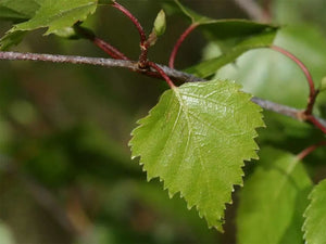 Birch Leaves