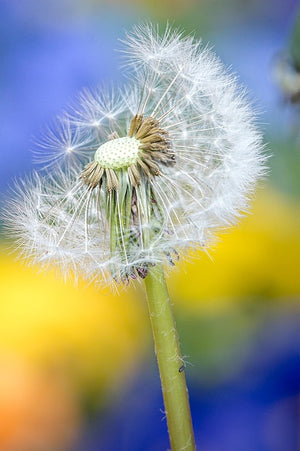 Dandelion