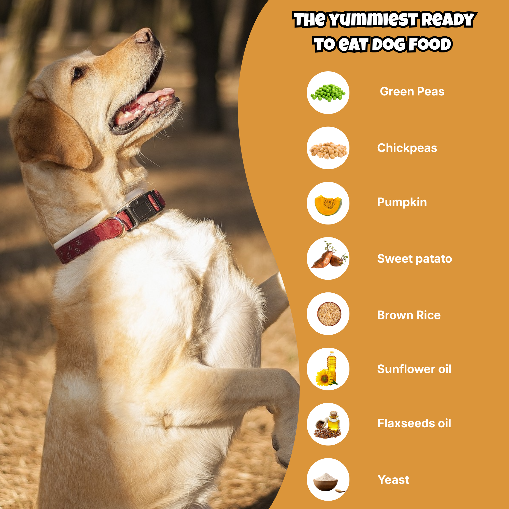 Veg Ready to Eat Wet Dog Food Plant & Based Vegan Pet Food Preservative-Free (Pumpkin 100g+100g Pack)