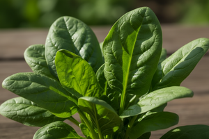 Spinach