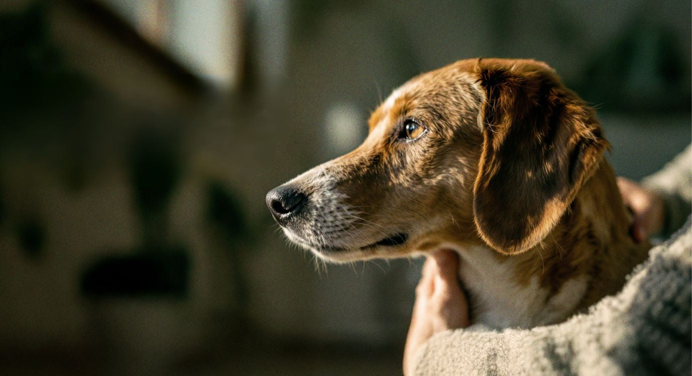 Food that feels right for your pet and the planet